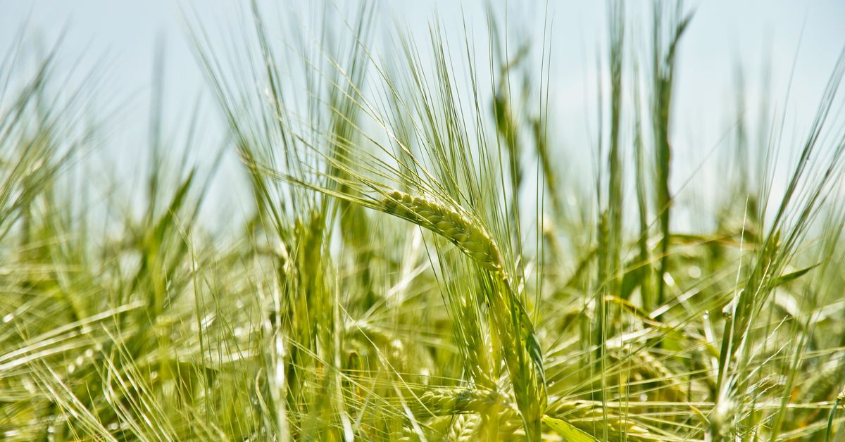 Farm-to-Table Dining Fresh and Local Ingredients