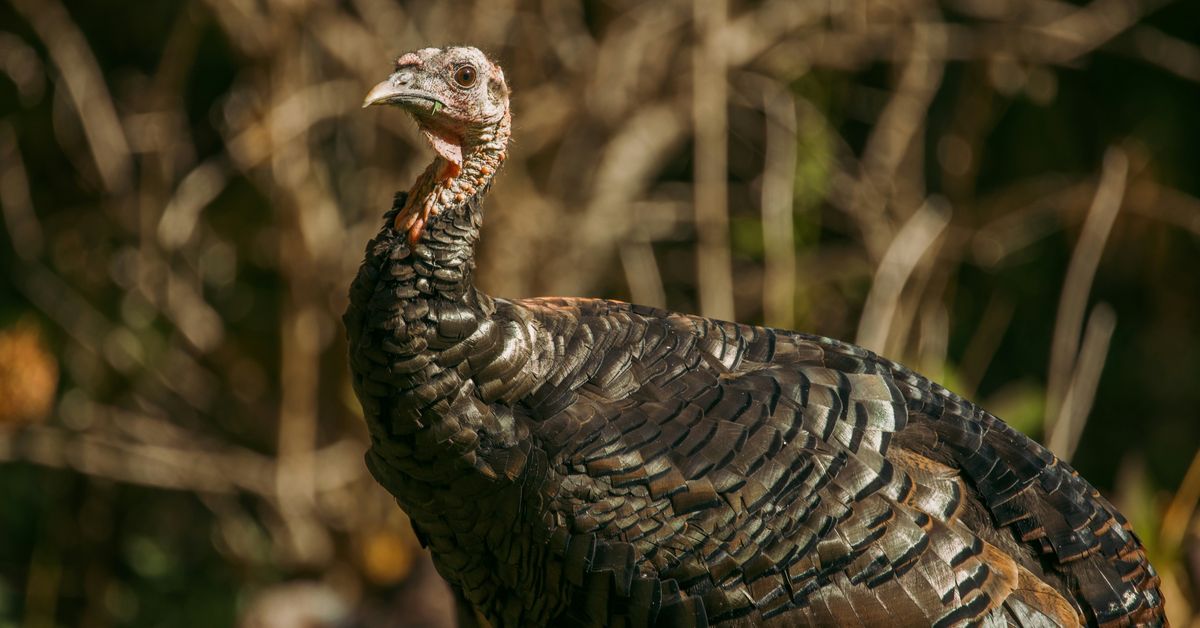 Thanksgiving Leftovers Creative Uses for Turkey Day